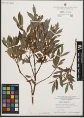Foto von Salix purpurea L.